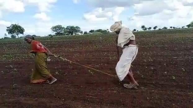 Bogus soybean seeds_1&nbs