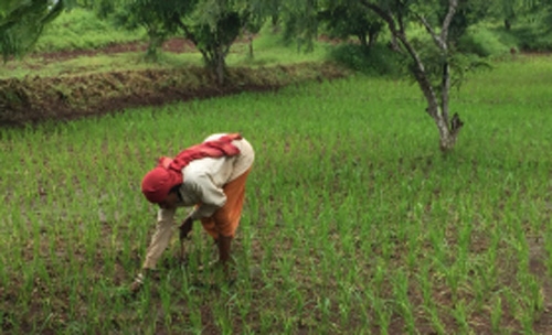 seva_1&nbsp;&nbsp;H x W: 