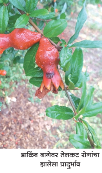 krushi_1 H x W krushi_1 H x W