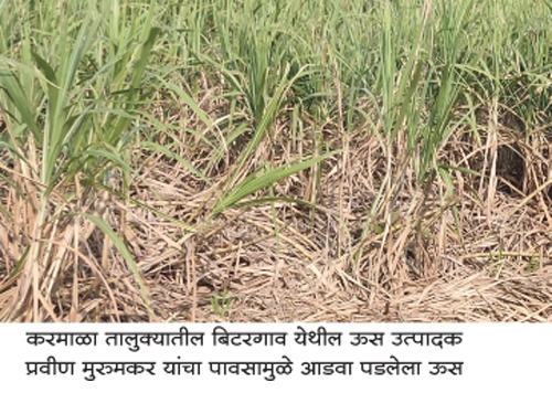 krushi_1 H x W krushi_1 H x W