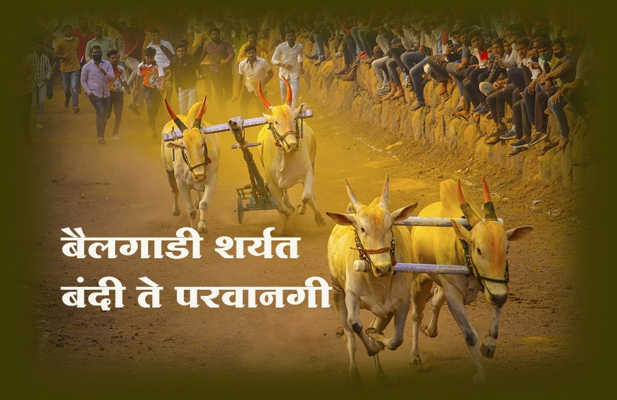 Bullock cart race Ban it 