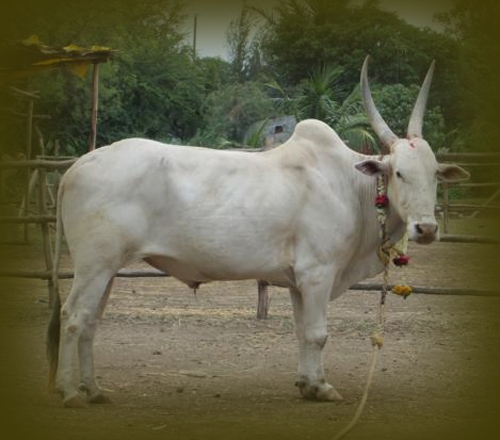 Bullock cart race Ban it Bullock cart race Ban it