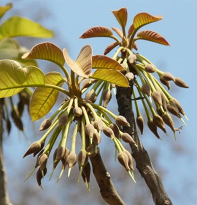 Madhuca longifolia_7 