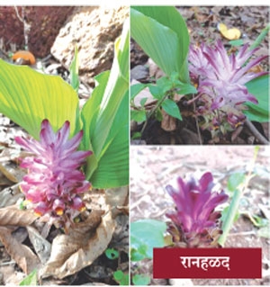 vegetable_1&nbsp;&nbsp;H 