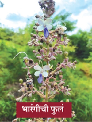 vegetable_1 H vegetable_1 H