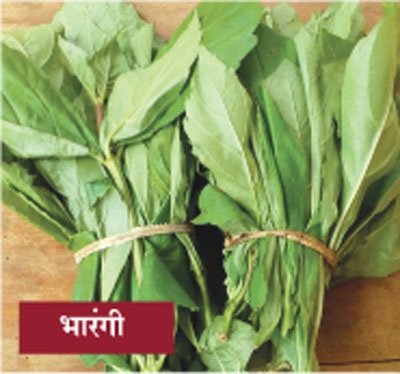 vegetable_1 H vegetable_1 H