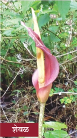 vegetable_1 H vegetable_1 H