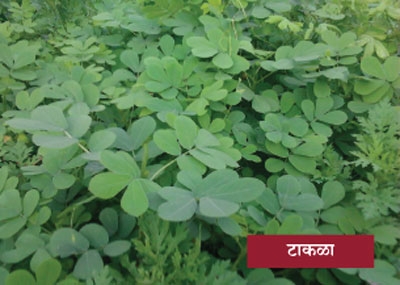 vegetable_1 H vegetable_1 H