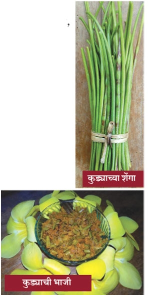 vegetable_1&nbsp;&nbsp;H 