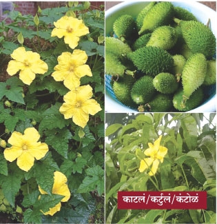 vegetable_1&nbsp;&nbsp;H 