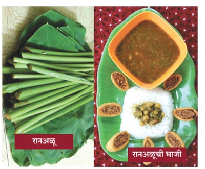 vegetable_1 H vegetable_1 H