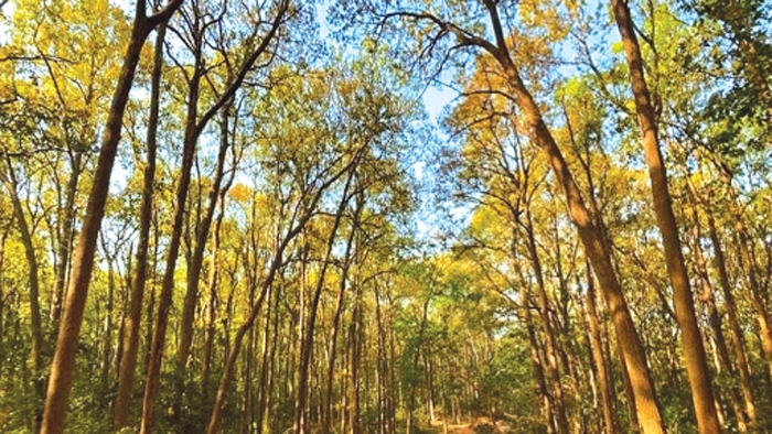 Corbett Sanctuary