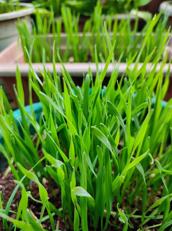 'superfood 'superfood