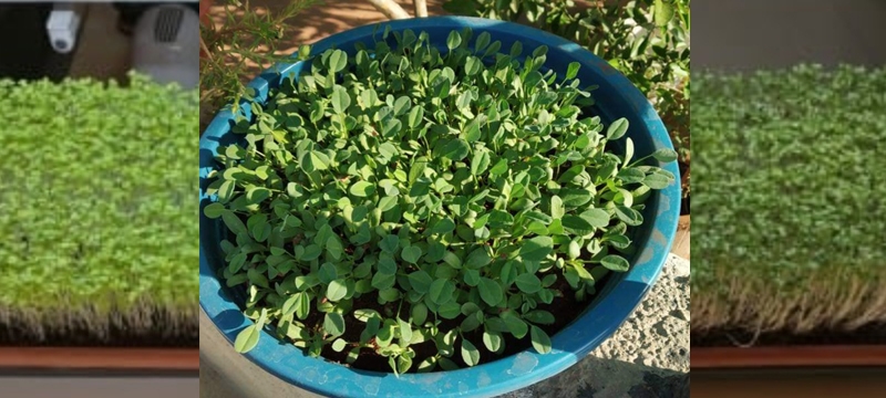 'superfood 'superfood