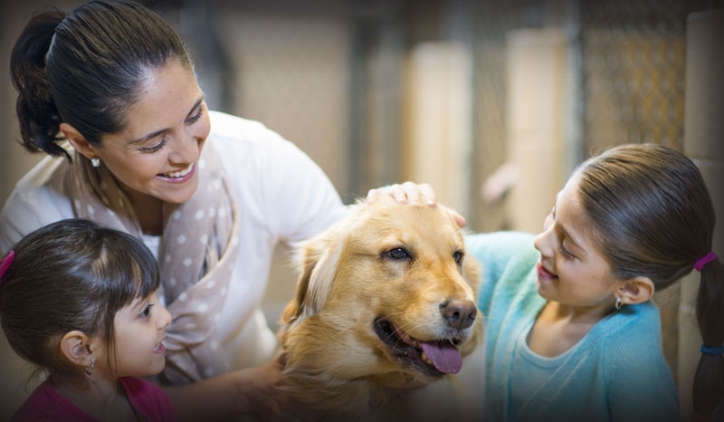 Regulations regarding domestic animals