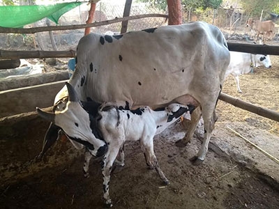 krushivivek