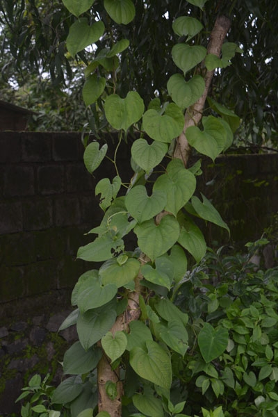 Arogyadayi Ranbhajya 