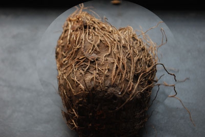 Arogyadayi Ranbhajya 