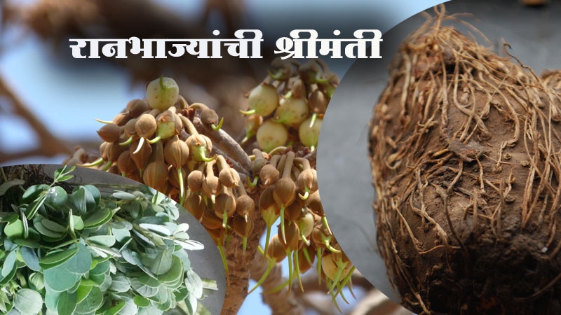 Arogyadayi Ranbhajya Arogyadayi Ranbhajya