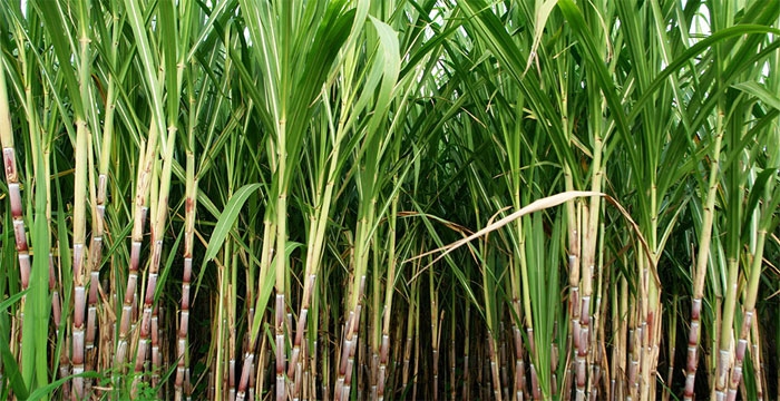 gosekhurd dam gosekhurd dam