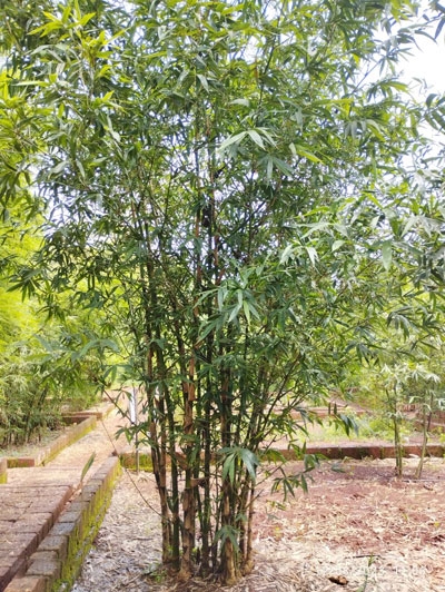 Successful Experiment of Bamboo Farming by Pitambari