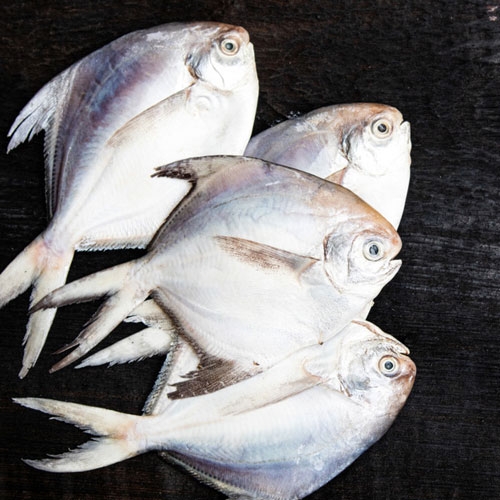 'Silver pomfret' declares state fish of Maharashtra