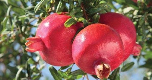 Pomegranate Export