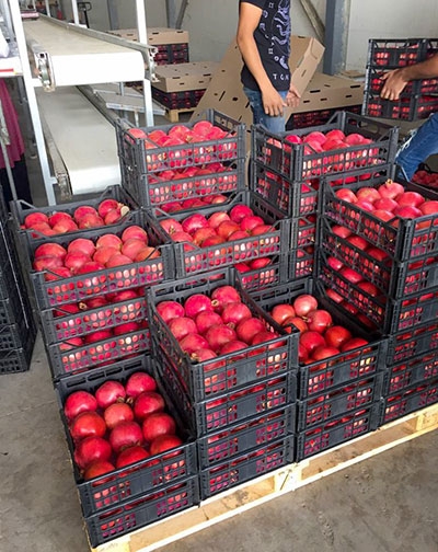 Pomegranate Export