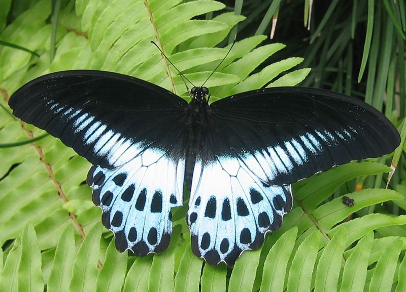 Blue Mormon Blue Mormon