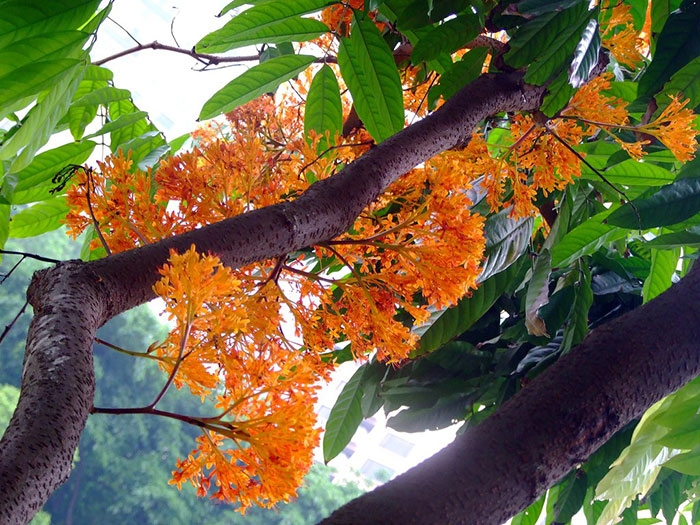 ashoka tree