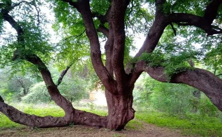 jambhul bet parbhani