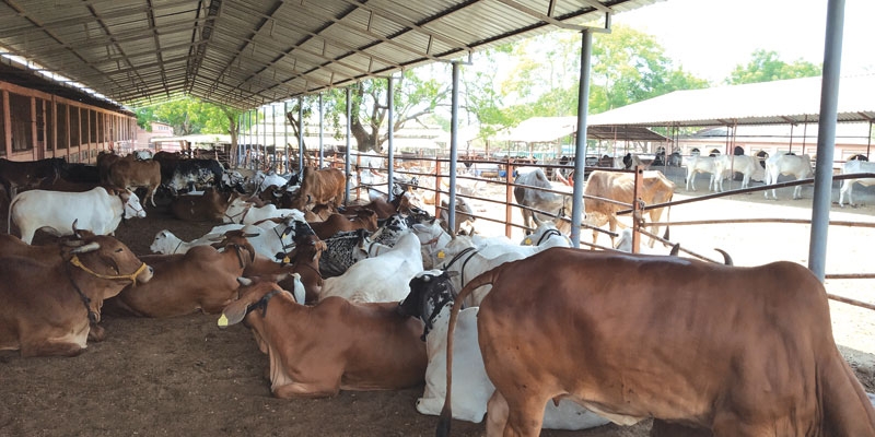 Shri Siddhagiri Math in Kaneri,Kolhapur
