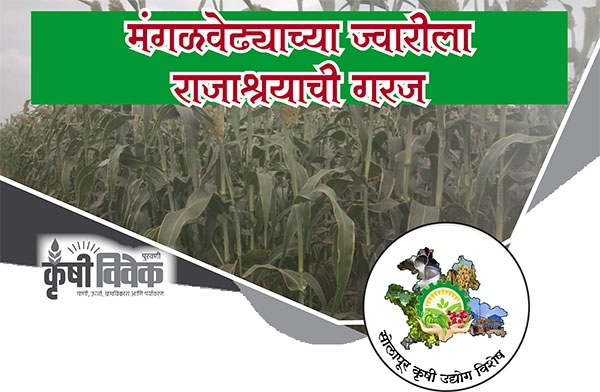 krushivivek krushivivek