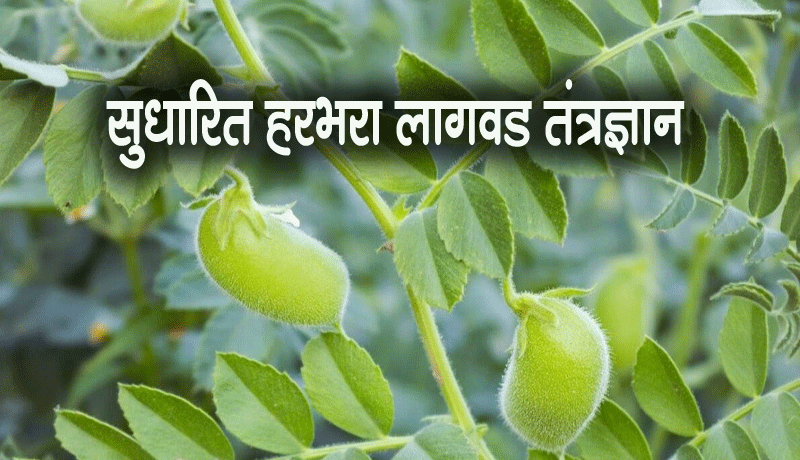 सुधारित हरभरा लागवड तंत्रज्ञान