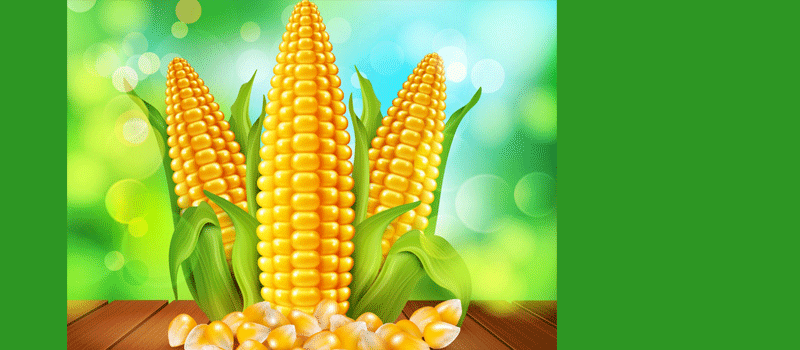 मका पिकाचे अर्थशास्त्र