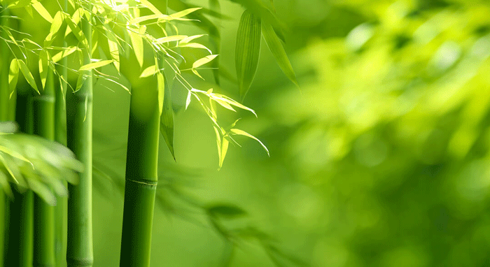 bamboo