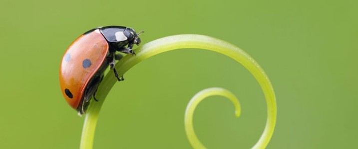 शेतीमित्र कीटकांची नवलाई