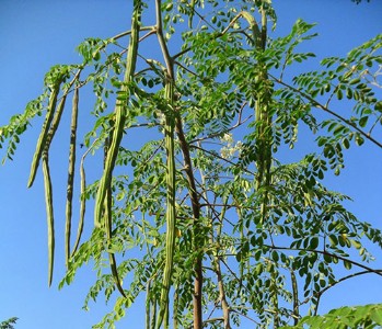 बहुगुणी शेवगा