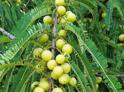 amla