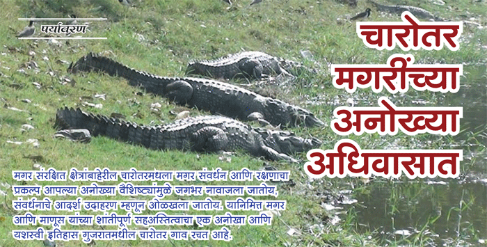 चारोतरमगरींच्या अनोख्या अधिवासात