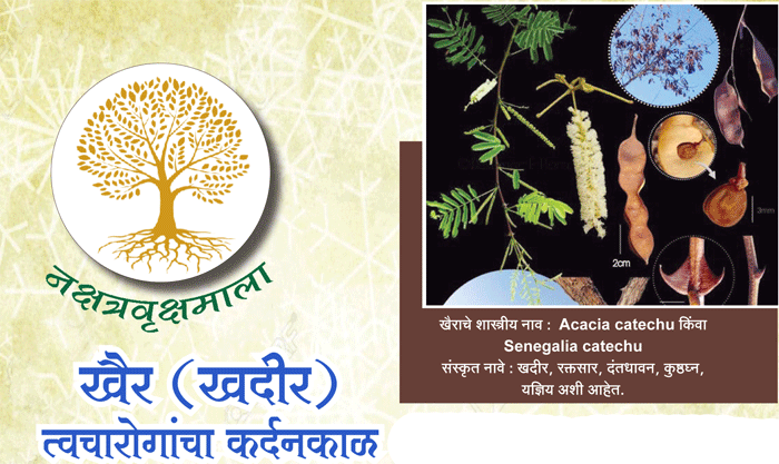 खैर (खदीर)त्वचारोगांचा कर्दनकाळ