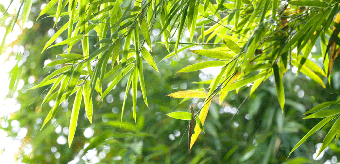 bamboo bamboo