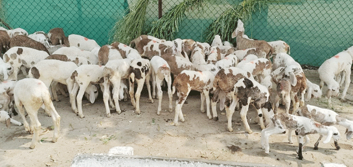 माडग्याळ  मेंढी  सांगलीची  ओळख