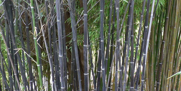 bamboo