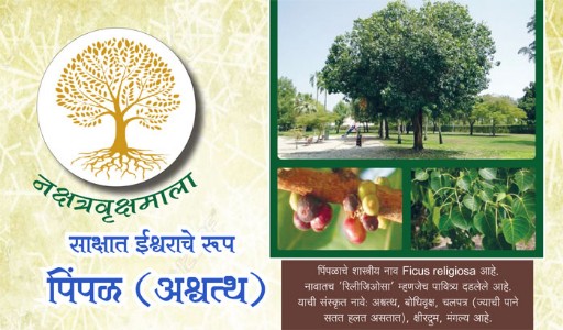 साक्षात ईश्वराचे रूप -  पिंपळ (अश्वत्थ)
