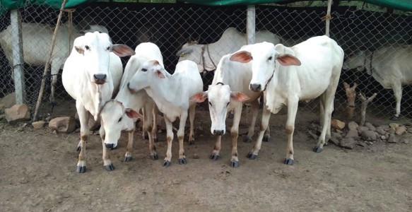 विदर्भाची शान गौळाऊ गोवंश