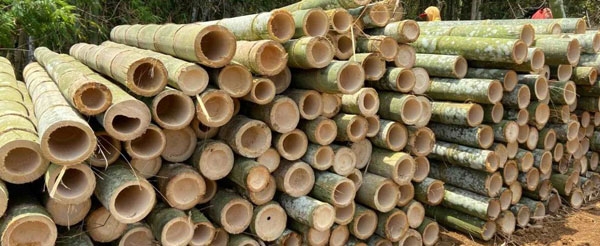 bamboo