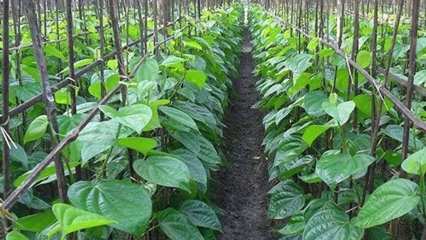 Betel Leaf Betel Leaf
