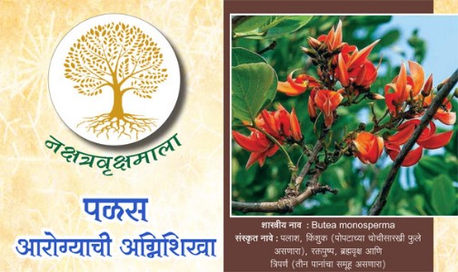 पळस - आरोग्याची अग्निशिखा