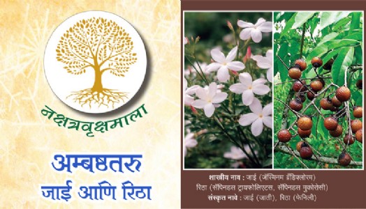 अम्बष्ठतरु - जाई आणि रिठा